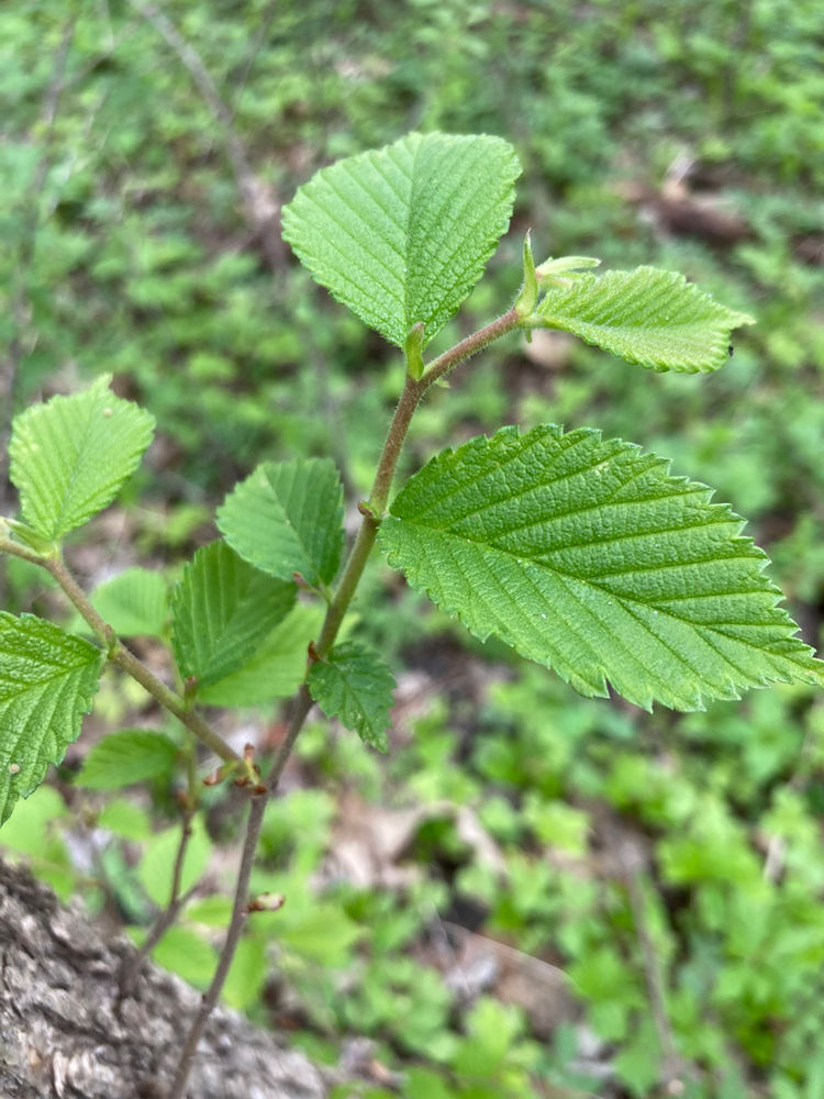 How to Find Buckets of Morels (how to identify elm trees!)