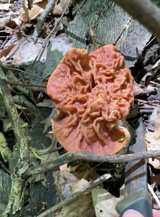 False Morels Demystified