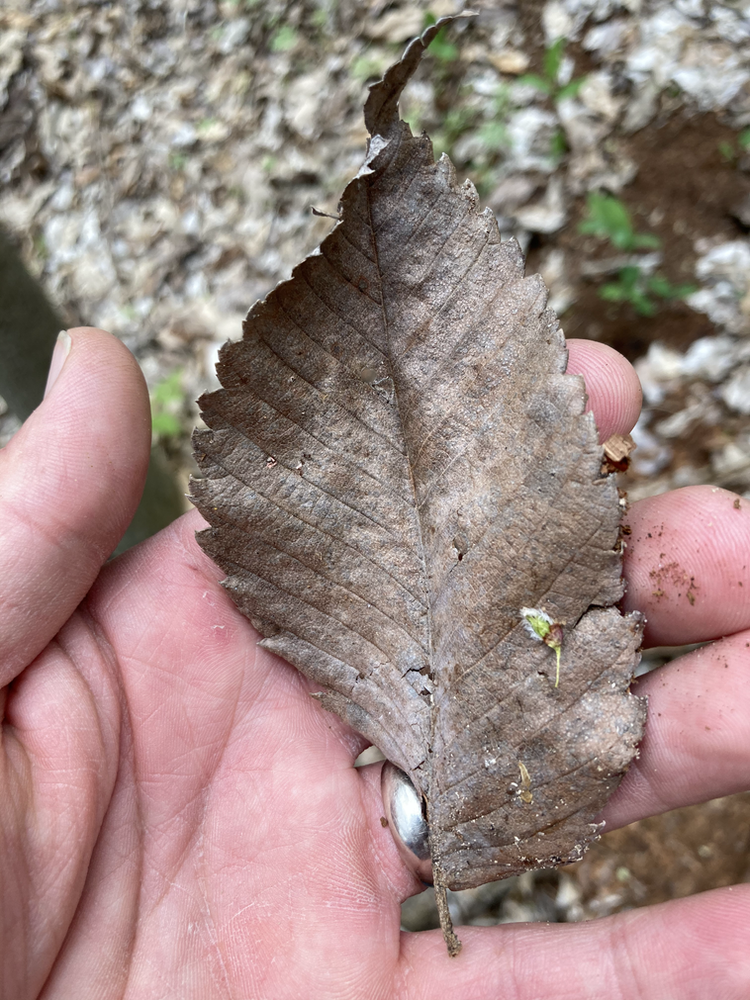 How to Find Buckets of Morels (how to identify elm trees!)