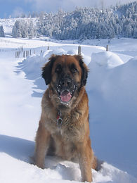 Alpettes 27022004 (1).jpg