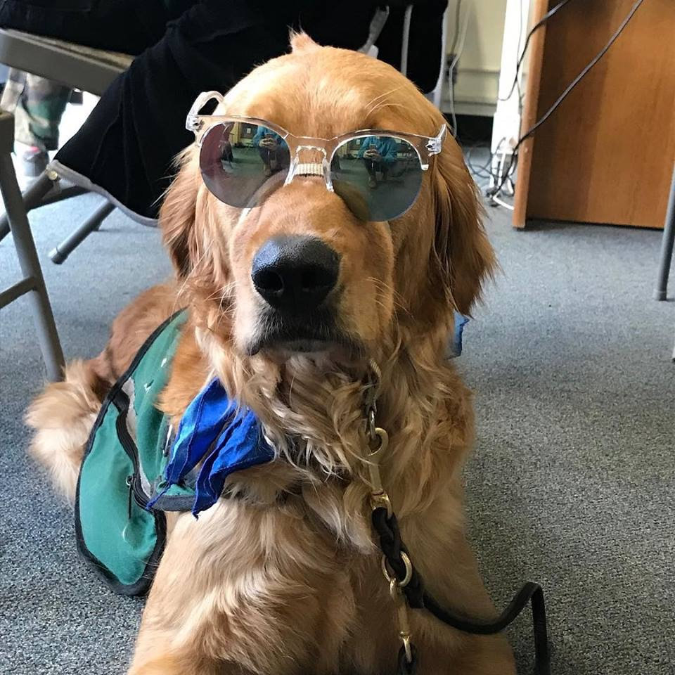 Why Yes Our Dog DOES Have A Fake Service Dog Name Sometimes why-yes-our-dog-does-have-a-fake-service-dog-name-sometimes