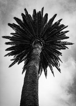 0004_palm_tree_5x7