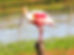 Roseate Spoonbill_edited.jpg