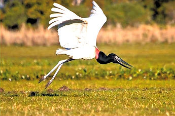 Jabiru_edited_edited.jpg