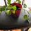 Thumbnail: Pothos Plants