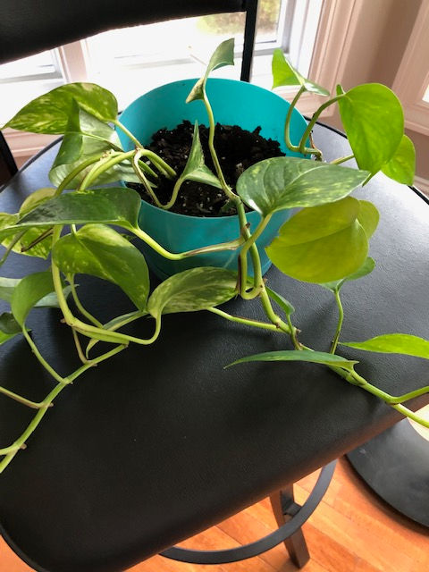 Thumbnail: Pothos Plants