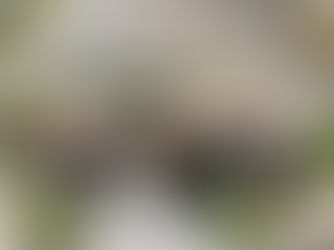 Dubai Safari Park reopens it’s doors on October 2020