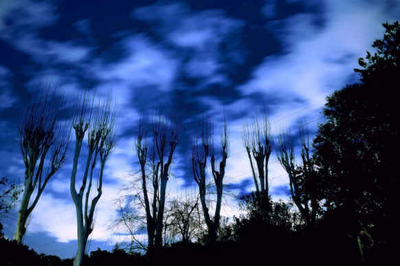 Elms on blue night (2010).JPG