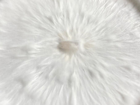 You Can Clone a Mushroom!?
