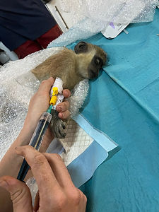 Medical attention Green Vervet