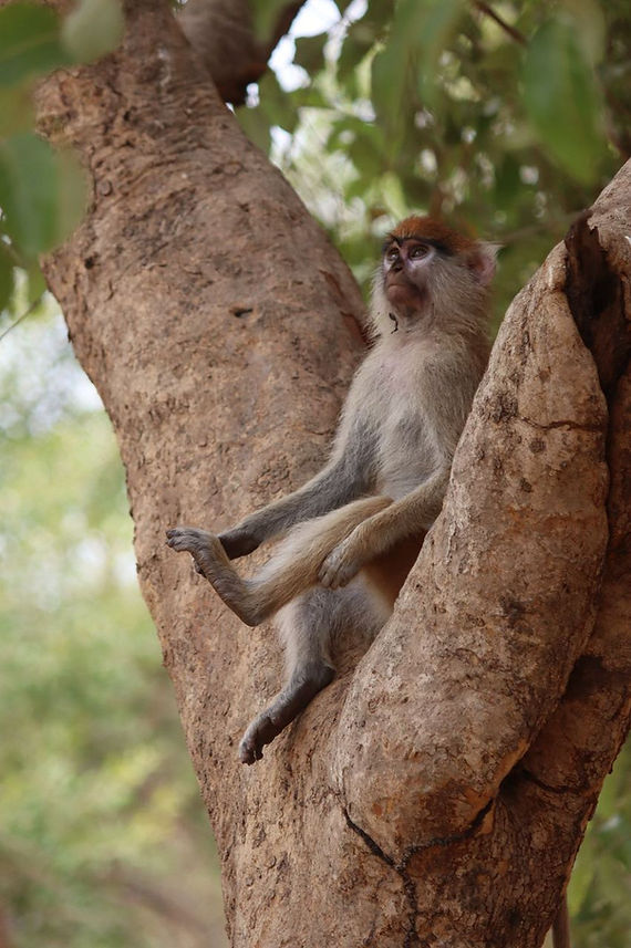 Daynano, The first released primate