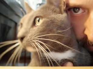 The Magic of Cats.