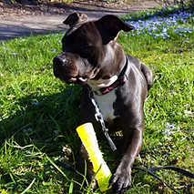 Amber med sin tuggis 2017.jpg