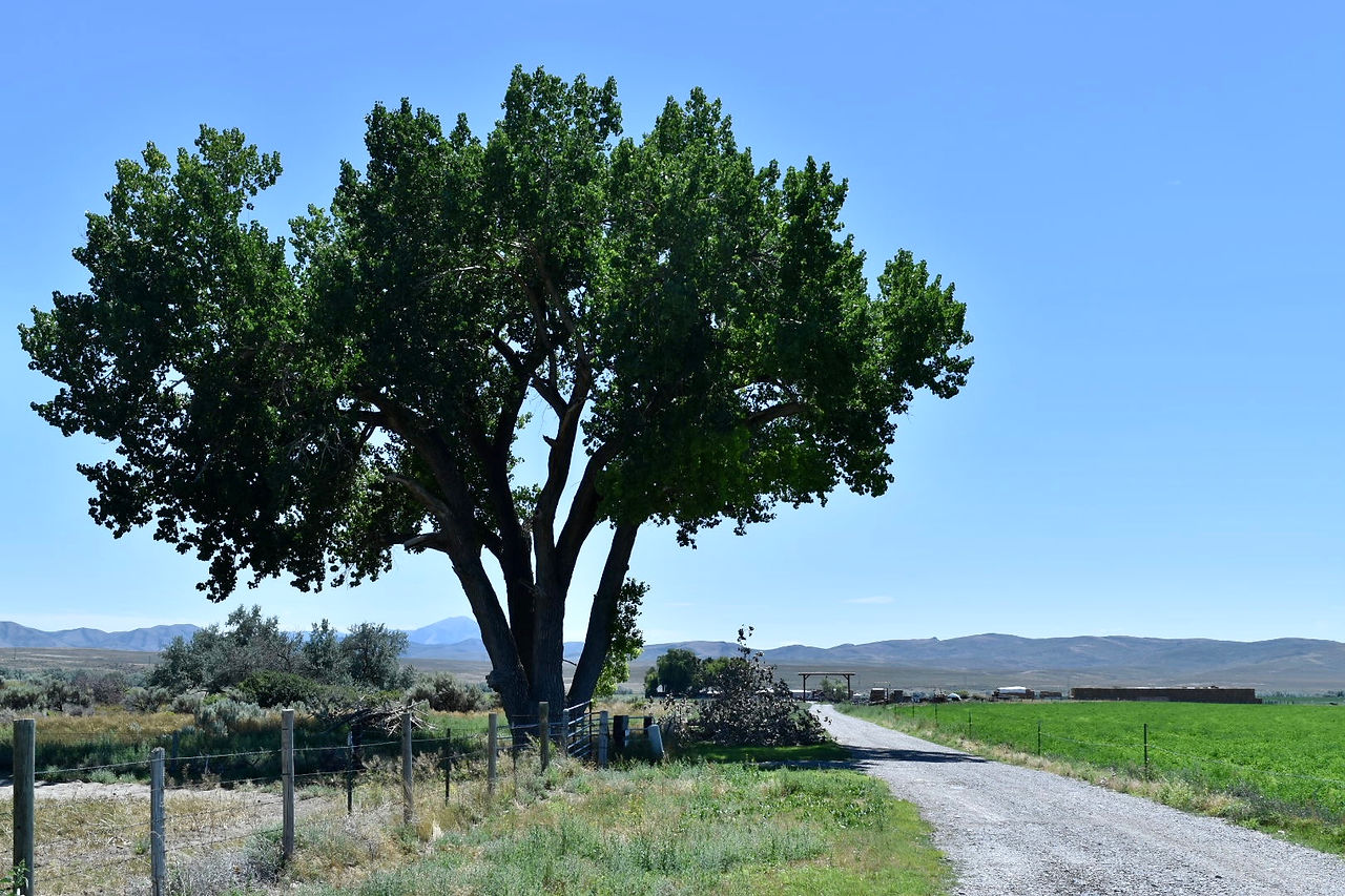 A large Cottonwood tree in front of mountains in Idaho