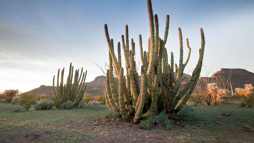 Cacti in the desert. They have long "arms" that resemble organ pipes. There is a large mountain in the bacground.