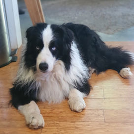 FRODO 25 OCTOBER 2005 TO 22 October  2019.jpeg