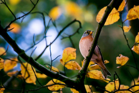 bird-2.jpg