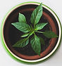 Plant in a Pot
