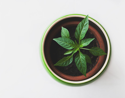 Plant in a Pot