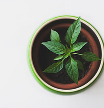 Plante dans un pot