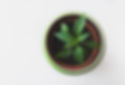 Potted Green Plant