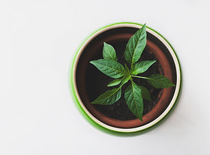 Plant in a Pot
