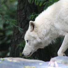Schnuppern bei Wolfsgeheul