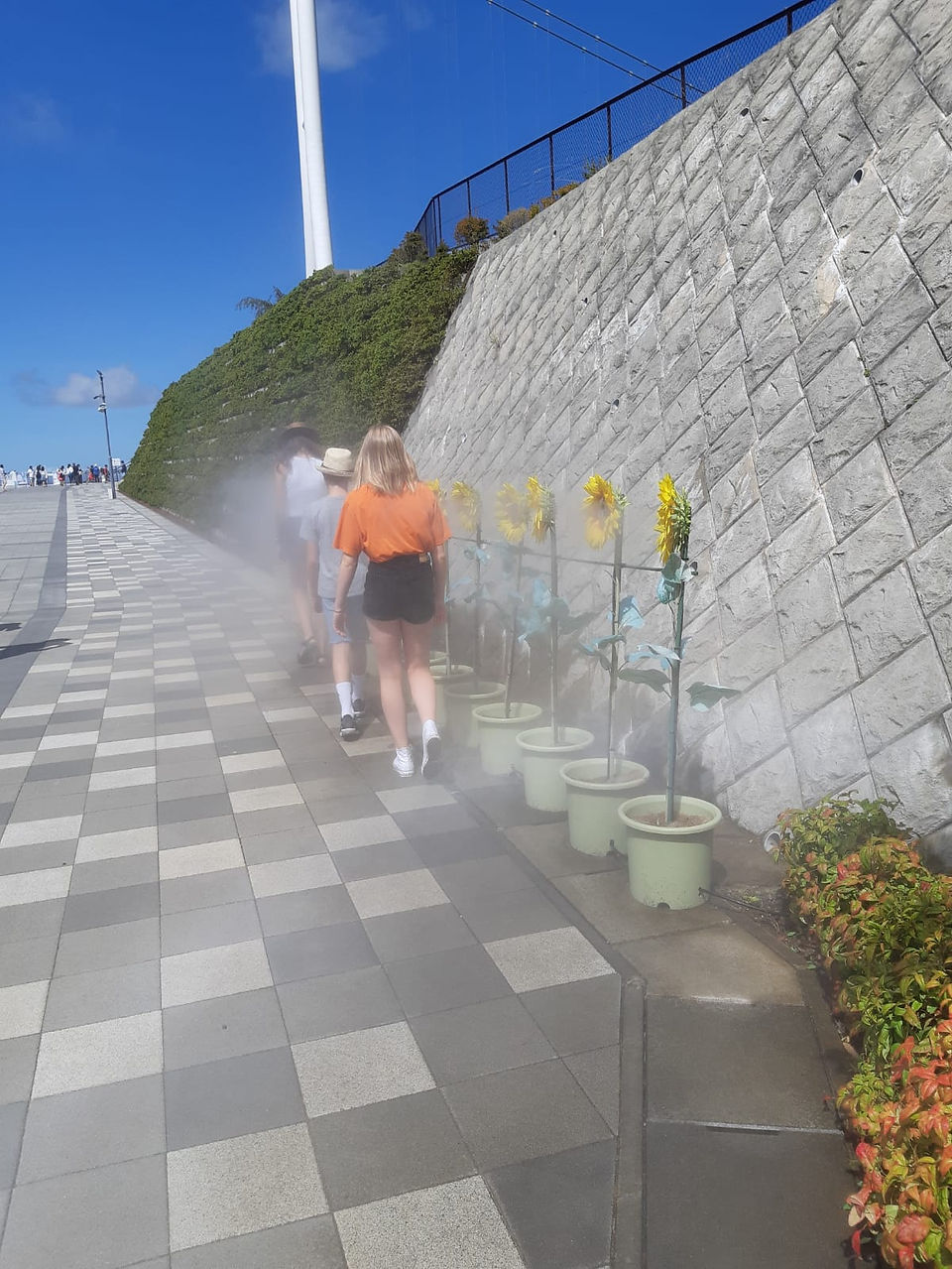Sunflower mist