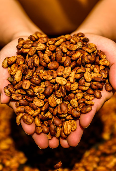 typica coffee