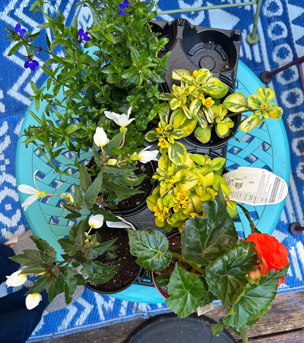 More flowers I got this month