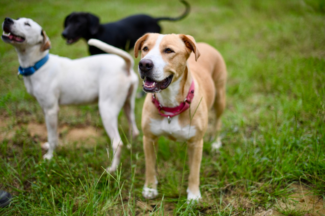 Adoption Fees Lucky Puppy Rescue