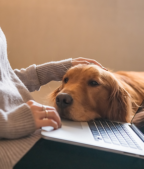 Privatträning online.png