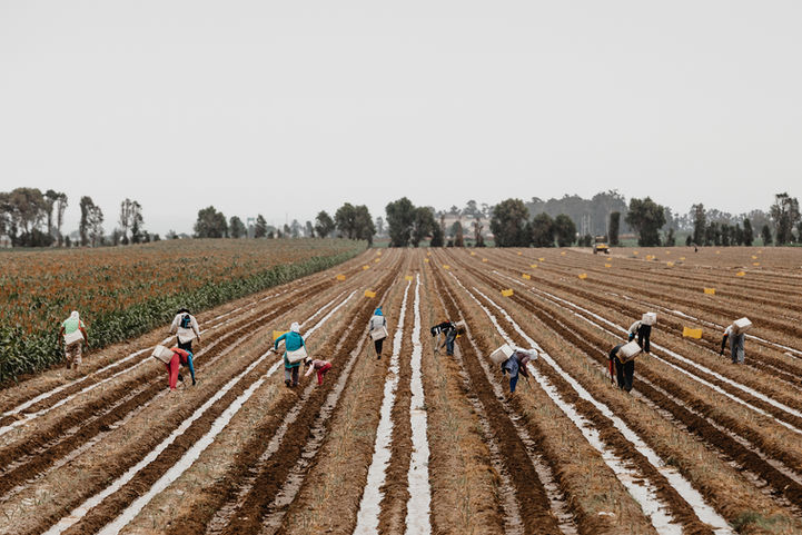 Field-Workers.jpg