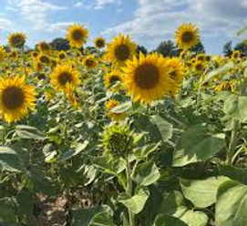 sunflowers.jpeg