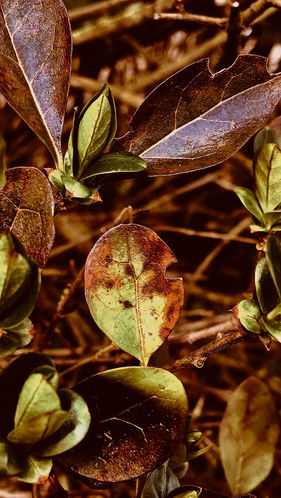 IMG_9871.JPEGEver green