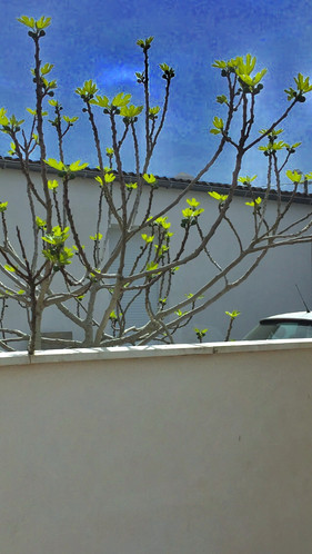 Printemps