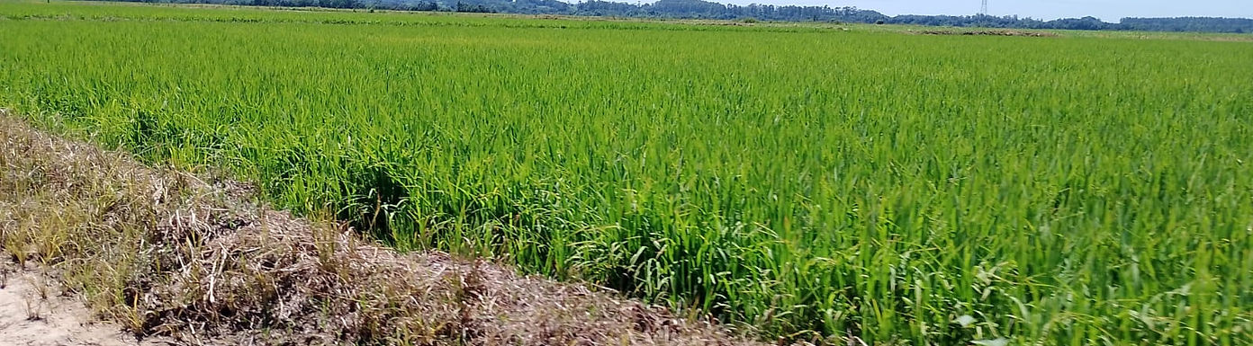 Entre Rio Pardo / Cachoeira do Sul - RS

