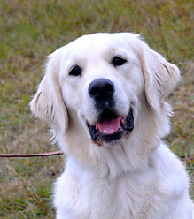 Golden Retriever puppies for sale in Arkansas