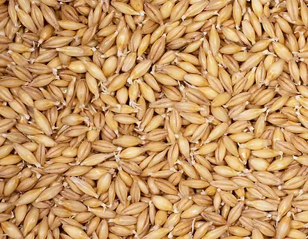 Barley seeds are versatile whole grains rich in fiber and essential nutrients, commonly used in cooking, soups & healthy diet