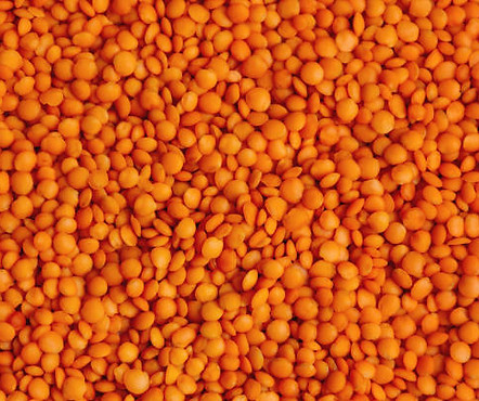 Whole red football lentils - round, flat, orange-red legumes used in global food supply and export