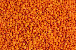 Football Red Lentil