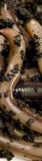 worms for sale, red wigglers for sale in Texas
