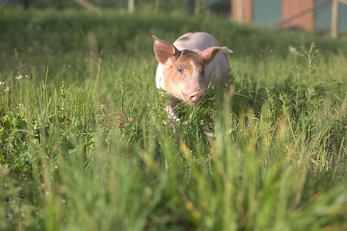 piglet pasture.jpeg
