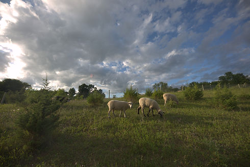 Sheep Pasture.jpeg