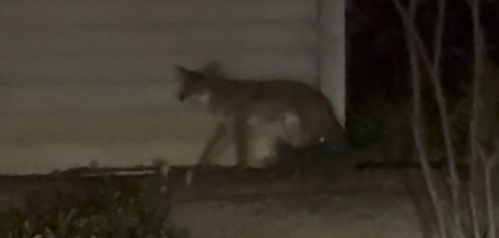 Coyote In Neighborhood