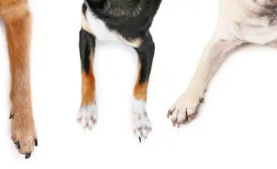 Mastering Dog Paw Care: Essential Tips for Optimal Podiatric Health