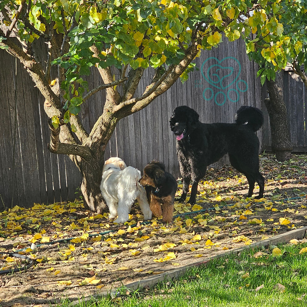 dog outdoor daycare in canberra