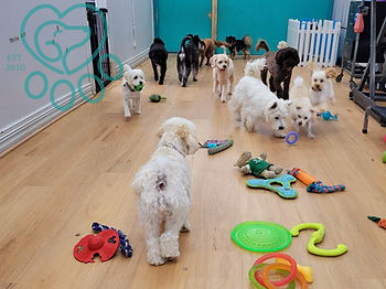 Puppy socialisation