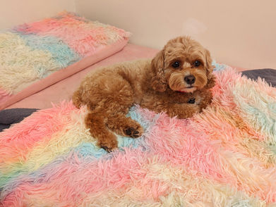 Luxury Dog Boarding in Canberra for Christmas: Book Your Dog’s Holiday Stay