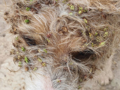 Spring Dog Care in Canberra: How to Look After Your Dog This Season